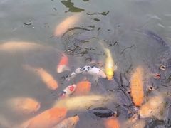 -金花茶公园