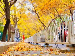 -三里屯东五街银杏大道