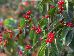 -天津东丽湖风景区