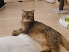 -Umiao与猫咖啡 猫咖
