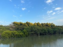 -大湾区中央湿地公园