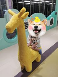 -meland club亲子乐园(重庆万象城店)