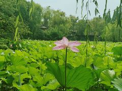 -桂湖森林公园