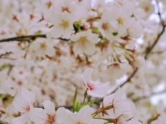 -苏州上方山国家森林公园