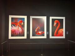 -罗红摄影艺术馆