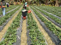 -会江钓鱼钓虾烧烤场