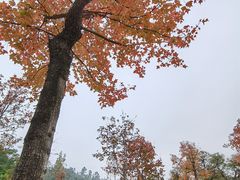 -顺峰山公园