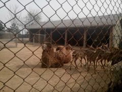 -石家庄市动物园