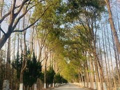 -上海海湾国家森林公园