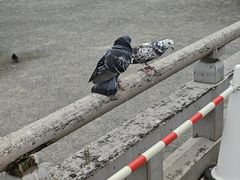 -鹤冈八幡宫