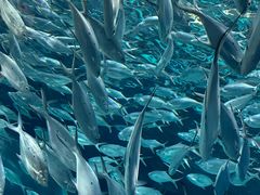 -上海海洋水族馆