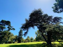 -墨尔本皇家植物园