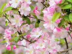 -海棠花溪(元大都城垣遗址公园)