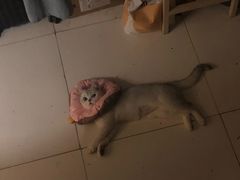 -伟伟宠物医院·瑞派猫友好医院·猫科(光谷店)