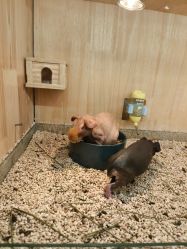 点击看大图 -小象动物公园