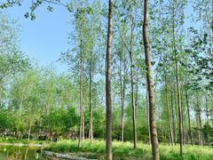 -合肥滨湖国家森林公园