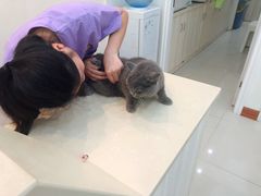 -瑞派康怡24h宠物医院·犬猫医疗中心·微创绝育(瑞景分院)