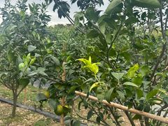 -尚果生态采摘园