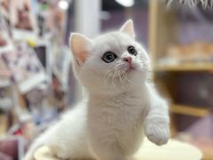-三花喵·撸猫购宠·宠物生活馆(虹桥南丰城店)