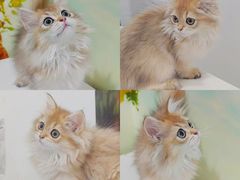 -1013 PET SHOP精品宠物商店(丁香店)