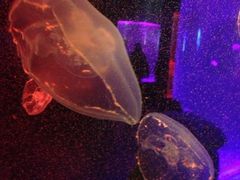 iphone_upload_pic-东部华侨城