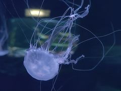 -欢乐海岸海洋奇梦馆