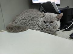 -伟伟宠物医院·瑞派猫友好医院·猫科(光谷店)