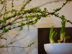 -双季花艺园艺市场(浦东店)