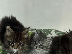 -青奢宠物·青奢猫舍