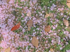 -高东镇樱花园