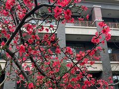 -成都安仁福朋喜来登酒店