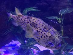 -梦幻海洋王国(吾悦广场张家港店)