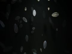 -西海国立公园九十九岛水族馆