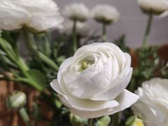 -囿面传统制面馆(中央路店)