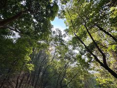 -火炉山森林公园