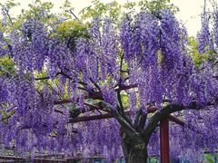 -嘉定紫藤园