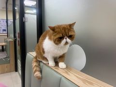 -艾贝尔宠物诊疗