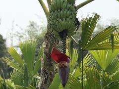 -中国科学院西双版纳热带植物园