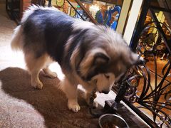 -more than meow吴止猫主题餐厅(承德 中船汇店)