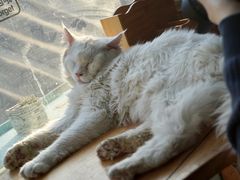-猫小院猫主题咖啡厅(北锣店)