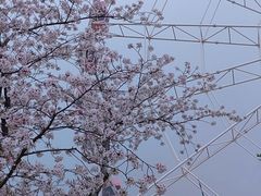 -顾村公园