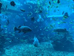 -海棠湾洲际-涛·海底餐厅·美人鱼·自助餐·海底隧道