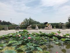 -白洋淀景区