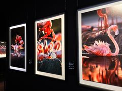 -罗红摄影艺术馆