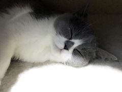 -喵的天空名猫咖啡馆·撸猫·猫舍·用品