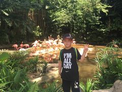 -新加坡飞禽公园