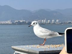 -海埂大坝