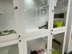 -青奢宠物·青奢猫舍