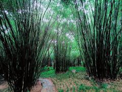 -峨眉山报国寺