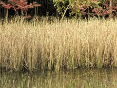 -白鹭湾湿地公园